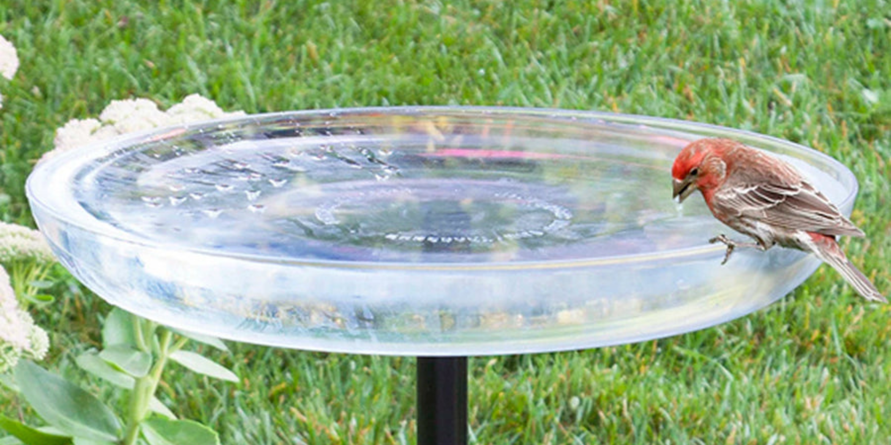 A clear plastic bird bath mounted on a black pole. A bird perched on the edge drinks from the water in the bath.